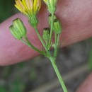 Crepis capillaris (L.) Wallr.Crepis capillaris (L.) Wallr.