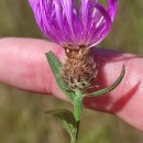 Centaurea nigra L. subsp. rivularis (Brot.) Cout.Centaurea nigra L. subsp. rivularis (Brot.) Cout.