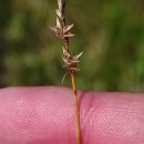 Carex echinata MurrayCarex echinata Murray