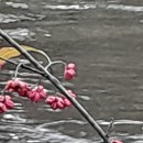 Euonymus europaeus L.Euonymus europaeus L.