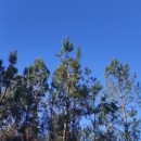 Pinus pinaster AitonPinus pinaster Aiton