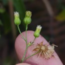 Erigeron floribundus (Kunth) Sch.Bip.Erigeron floribundus (Kunth) Sch.Bip.