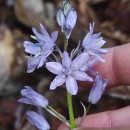Hyacinthoides paivae S.Ortiz & Rodr.OubiñaHyacinthoides paivae S.Ortiz & Rodr.Oubiña