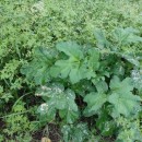 Heracleum sphondylium L. subsp. granatense (Boiss.) Briq.Heracleum sphondylium L. subsp. granatense (Boiss.) Briq.