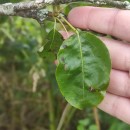 Pyrus pyraster (L.) Burgsd.Pyrus pyraster (L.) Burgsd.