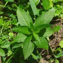 Mercurialis perennis L.Mercurialis perennis L.