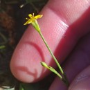 Cicendia filiformis (L.) DelarbreCicendia filiformis (L.) Delarbre