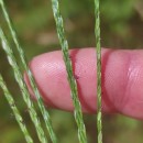 Digitaria sanguinalis (L.) Scop.Digitaria sanguinalis (L.) Scop.