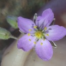 Spergularia rubra (L.) J. & C. PreslSpergularia rubra (L.) J. & C. Presl