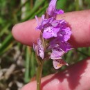 Dactylorhiza maculata (L.) SóoDactylorhiza maculata (L.) Sóo