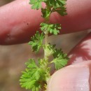 Aphanes arvensis L.Aphanes arvensis L.