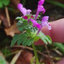 Lamium amplexicaule  L.Lamium amplexicaule  L.