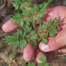 Silphiodaucus prutenicus (L.) Spalik, Wojew., Banasiak, Piwczyñski & Reduron subsp. dufourianus (Rouy & E.G.Camus) ReduronSilphiodaucus prutenicus (L.) Spalik, Wojew., Banasiak, Piwczyñski & Reduron subsp. dufourianus (Rouy & E.G.Camus) Reduron
