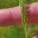Anthoxanthum odoratum L.Anthoxanthum odoratum L.