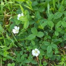 Potentilla montana Brot.Potentilla montana Brot.