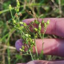 Erigeron floribundus (Kunth) Sch.Bip.Erigeron floribundus (Kunth) Sch.Bip.