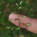 Poa annua L.Poa annua L.