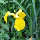 Iris pseudacorus L.Limniris pseudacorus (L.) Fuss.