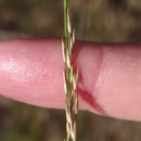 Molinia caerulea (L.) MoenchMolinia caerulea (L.) Moench