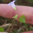 Hesperocodon hederaceus (L.) Eddie & CupidoHesperocodon hederaceus (L.) Eddie & Cupido