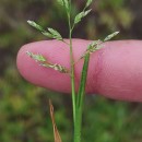 Poa annua L.Poa annua L.