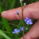 Omphalodes nitida Hoffmanns. & LinkOmphalodes nitida Hoffmanns. & Link