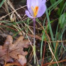 Crocus nudiflorus Sm.Crocus nudiflorus Sm.