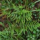 Pteridium aquilinum (L.) KuhnPteridium aquilinum (L.) Kuhn