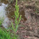 Rumex crispus L.Rumex crispus L.