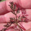 Daucus carota  L.Daucus carota  L.