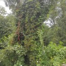 Parthenocissus quinquefolia L. Planch.Parthenocissus quinquefolia L. Planch.