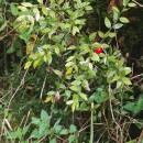 Ruscus aculeatus L.Ruscus aculeatus L.