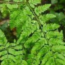 Dryopteris guanchica Gibby & JermyDryopteris guanchica Gibby & Jermy