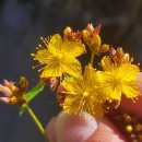 Hypericum undulatum Schousb. ex Willd.Hypericum undulatum Schousb. ex Willd.