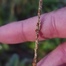 Sporobolus indicus (L.) R. Br.Sporobolus indicus (L.) R. Br.