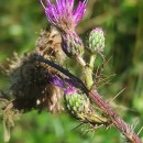 Cirsium palustre (L.) Coss. ex Scop.Cirsium palustre (L.) Coss. ex Scop.