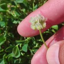 Trifolium occidentale CoombeTrifolium occidentale Coombe