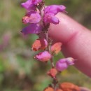 Erica ciliaris L.Erica ciliaris L.