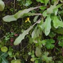 Crepis capillaris (L.) Wallr.Crepis capillaris (L.) Wallr.