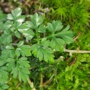 Conopodium majus (Gouan) LoretConopodium majus (Gouan) Loret