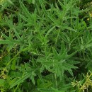 Cirsium vulgare (Savi) Ten.Cirsium vulgare (Savi) Ten.