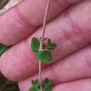 Hypericum pulchrum L.Hypericum pulchrum L.