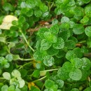 Chrysosplenium oppositifolium L.Chrysosplenium oppositifolium L.