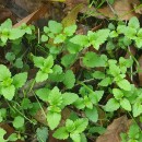 Veronica montana L.Veronica montana L.