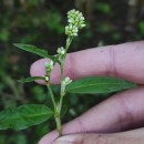 Persicaria maculosa GrayPersicaria maculosa Gray
