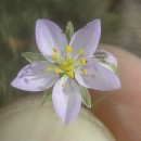 Spergularia capillacea (Kindb.) Willk.Spergularia capillacea (Kindb.) Willk.