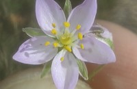 Spergularia capillacea (Kindb.) Willk.Spergularia capillacea (Kindb.) Willk.