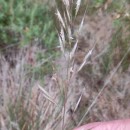 Helictochloa marginata (Lowe) Romero ZarcoHelictochloa marginata (Lowe) Romero Zarco