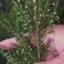 Erica arborea L.Erica arborea L.