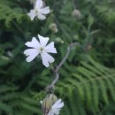 Silene latifolia Poir.Silene latifolia Poir.